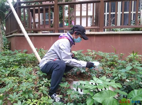 海口启动第二轮集中消杀灭蚊爱国卫生活动，全方位清除蚊虫孳生地 新闻中心 南海网