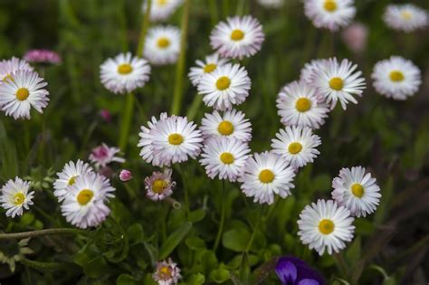 Margarita Inglesa En El Jard N Bellis Perennis Hermosas Flores De