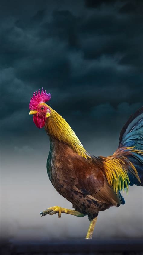 750x1334 Rooster Iphone 6 Iphone 6s Iphone 7 Hd 4k Wallpapersimages