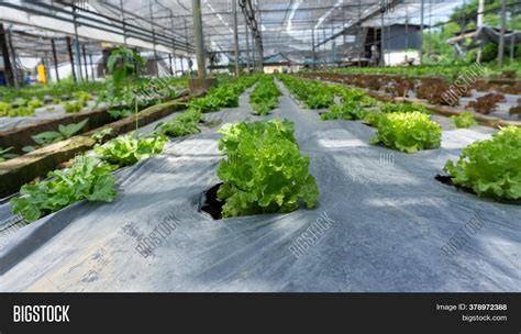 Vegetable Plantation Image And Photo Free Trial Bigstock