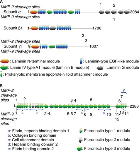 Identification Of Mmp And Mmp Cleavage Sites In Lm And