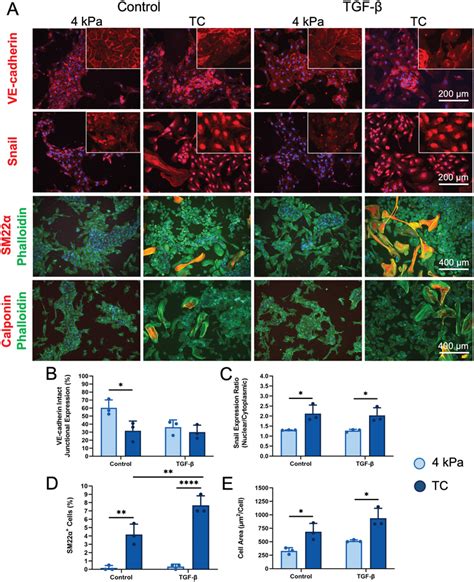 Substrate Stiffness Induces Morphological And Phenotypic Changes In