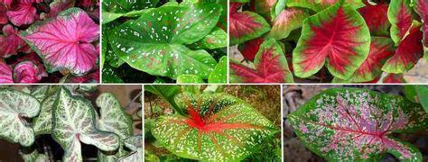 Caladium Plants: Leaves, Flowers, Types and Care (With Pictures)