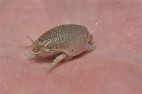 Atlantic Mole Crab