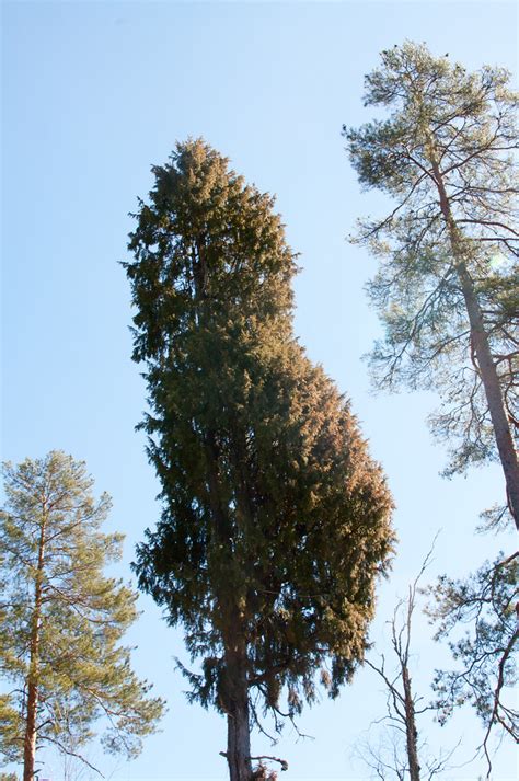 Juniperus Communis Pinus Sylvestris Juniperus Communis Flickr