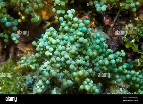 Caulerpa Recemosa Hi Res Stock Photography And Images Alamy