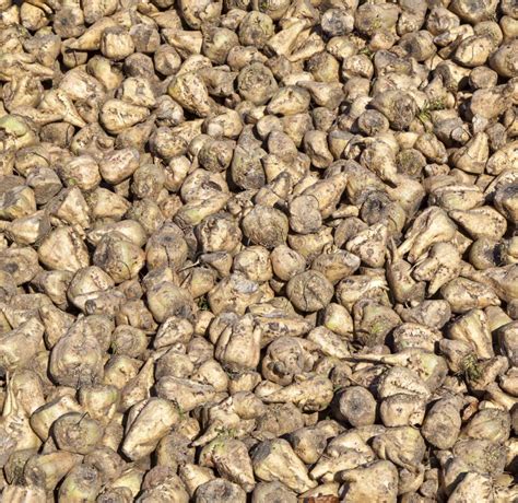 Sugar beets stock photo. Image of harvested, autumn, pile - 34817768