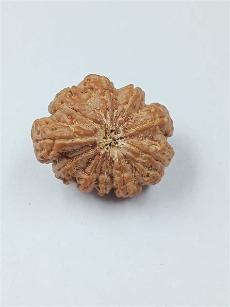 Natural Brown 10 Mukhi Ganesh Nepali Rudraksha Packaging Type Box