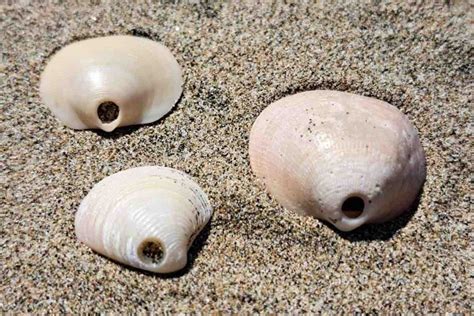 A Cosa Serve Quel Foro Che Si Trova Sulle Conchiglie Della Spiaggia