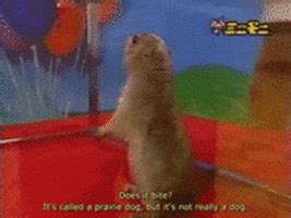 Dramatic Chipmunk GIFs - Find & Share on GIPHY