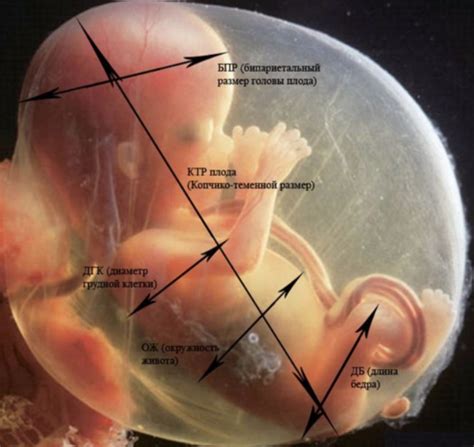 Lista 91 Foto Bebe De 7 Semanas De Gestacion Imagenes Lleno