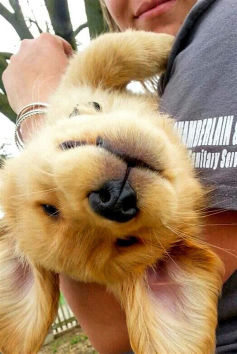 80+ Reasons Why Retrievers Are The Best Dogs Ever | Bored Panda