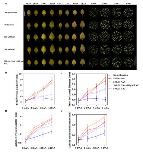 | Auxin induced the rapid fruit initiation partially dependent on... | Download Scientific Diagram