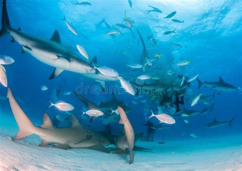 Lemon Shark and Caribbean Reef Sharks at the Bahamas Stock Photo - Image of ocean, lemon: 193097974