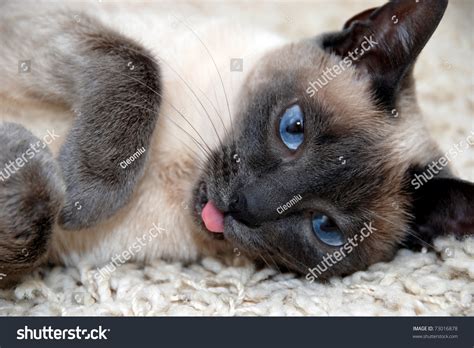 Funny Looking Siamese Cat Lying On Stock Photo (Edit Now) 73016878 ...