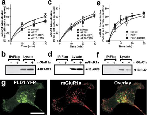 Effect Of Arf Arf And Pld On The Constitutive Mglur A