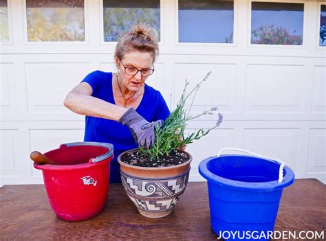 How to Plant Lavender in Pots: A Guide For Beginners