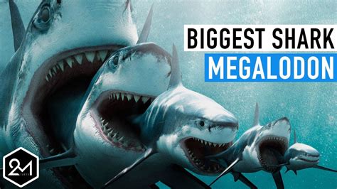 Megalodon Shark Facts For Kids | Kids Matttroy