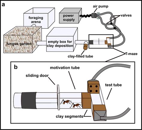 Experimental Setup For E A The Subcolony Containing The Fungus