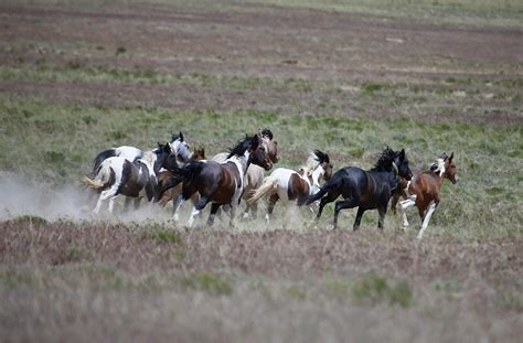 Western Colorado Wild Horses - 95 Rock KKNN