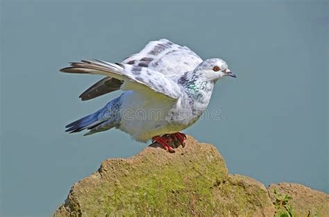 White Pigeon In Flight Stock Image Image Of White Underneath 11435431