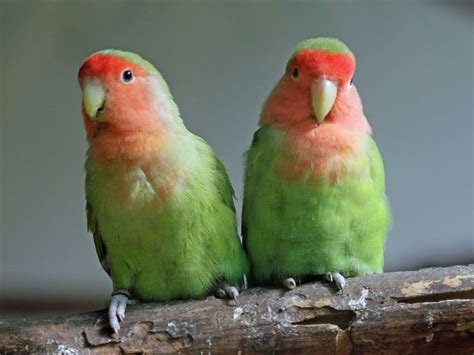 Beautiful Pair Of Peached Face Lovebirds For Sale Photo 1 Large