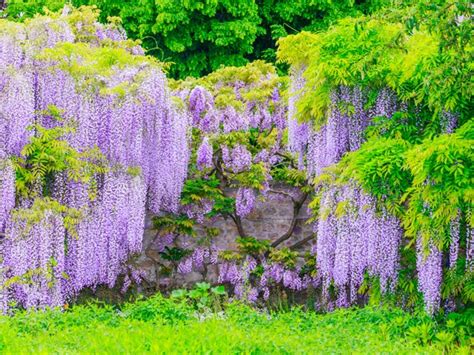 画像をダウンロード 藤の 育て方 309755 藤の花 育て 種から