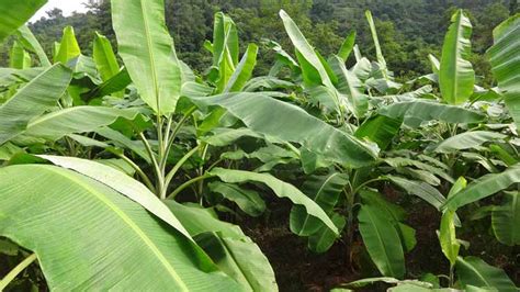 Gambar Pohon Pisang Beserta Fungsinya Theresa Roberts