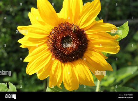 Sunflower Helianthus Annuus Stock Photo Alamy