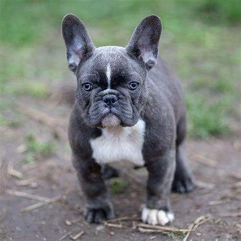 Blue French Bulldogs: All You Need to Know