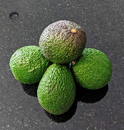 Amazon 6 Fresh Hass Avocados Grocery Gourmet Food