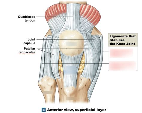 Anterior Superficial Layer Of Knee Joint Diagram Quizlet