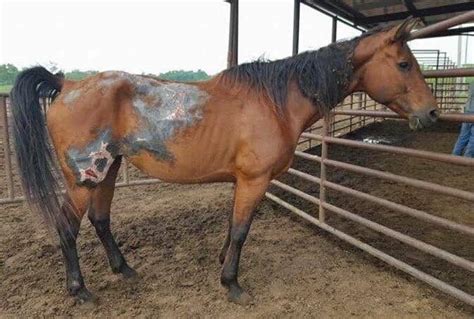 Severely Burned Rescue Horse Defies Odds To Win Blue Ribbon