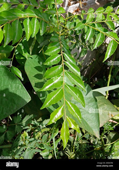 Curry Leaf Murraya Koenigii The Leaves Are Used As An Important Food Flavoring In Indian And