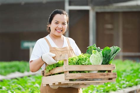 Tanaman Sayur Yang Cepat Panen Id