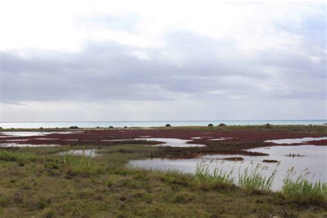 Delta del Llobregat paraíso natural al lado de Barcelona