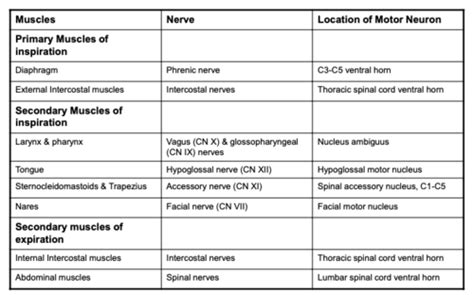 Ventilation The Neural Control Of Breathing And Ventilation Flashcards