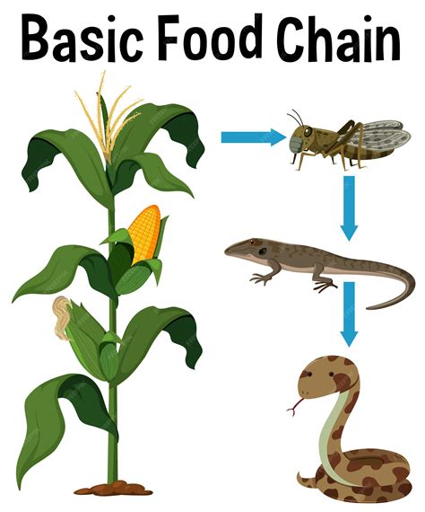 Premium Vector Science Basic Food Chain