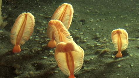 Baby Sea Pen