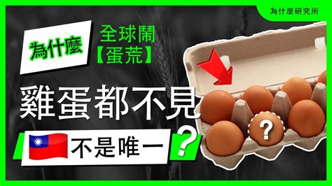 為什麼雞蛋都不見了？全球鬧「蛋荒」！台灣不是唯一，美、日也缺蛋！ Youtube