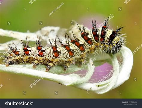 Painted Lady Caterpillar