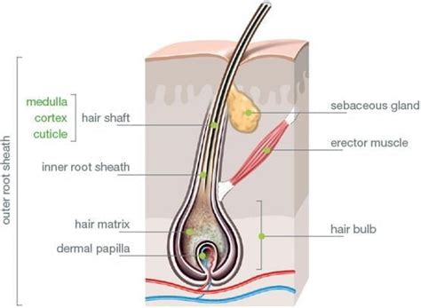 Human Hair Anatomy For Hair Shaft And Folliciles With Diagrams