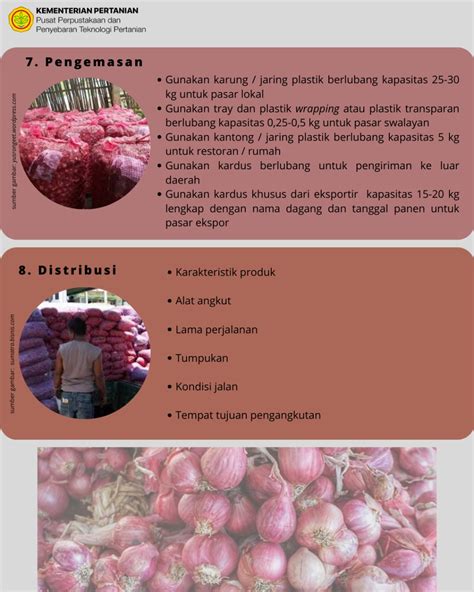 Penanganan Pasca Panen Bawang Merah