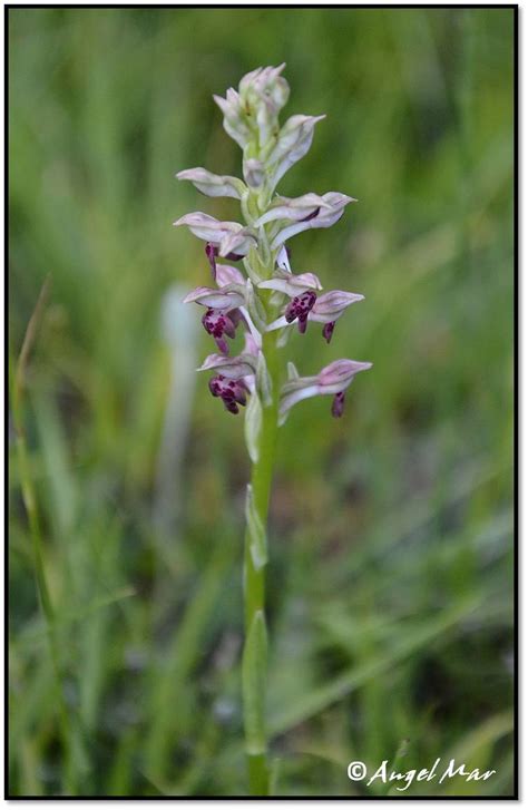 Orqu Deas Blog De Angel Mar Herorchis Coriophora Subsp Fragrans