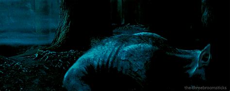 Buckbeak On Tumblr