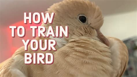 How To Train Your Bird Youtube