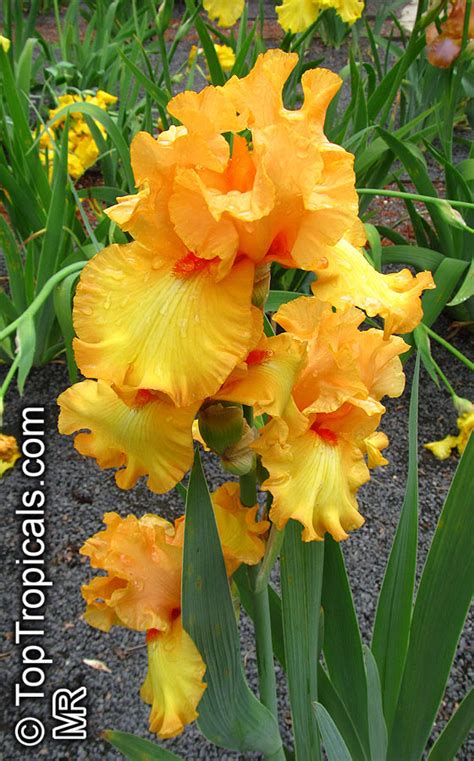 Iris (Bearded Hybrids, yellow flower), Bearded Iris