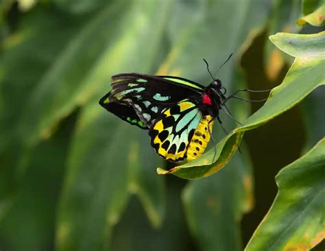 Queen Alexandra S Birdwing Butterfly Identification Facts Pictures