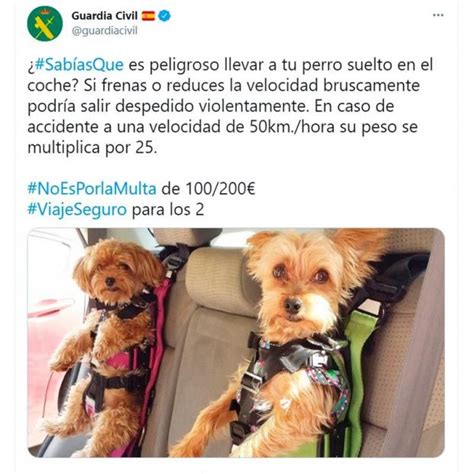 Nueva Multa De La DGT Por Llevar Al Perro En El Coche