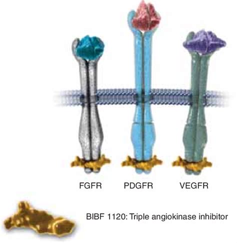 BIBF 1120 Targets BIBF 1120 Is A Multi Target Tyrosine Kinase